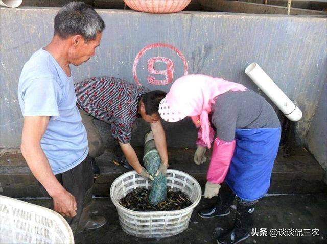 泥鳅养殖成本（亩产3000斤，一斤20元，养泥鳅赚大钱）