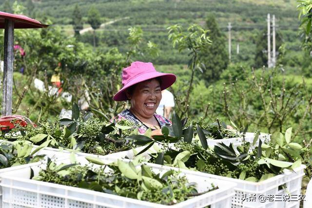 药材种植什么最赚钱找制药厂合作（25年间，他带领村民种柴胡，当归中药材，使村民亩增收8500元）