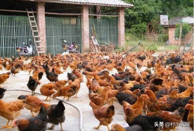 搞养殖业养什么能挣钱（2021年在农村创业，养殖什么投资小、赚钱多？）