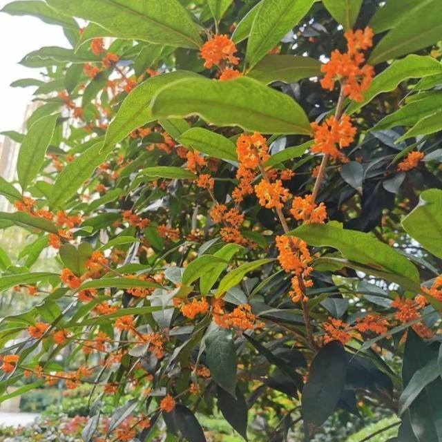 最旺运的风水树（家里养这5种树，好看又好闻，好看又大气！）