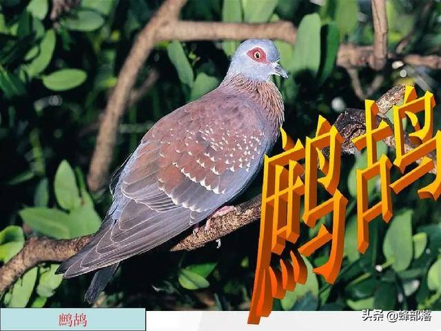 农村适合养殖什么项目（在农村，生猪养殖亏损，哪些养殖项目可以熬制阿胶润？）