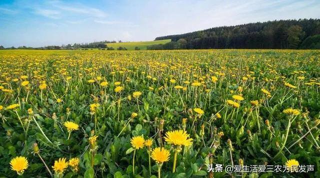 种植什么药材周期短还赚钱（农村种植紫色大白菜赚钱吗？）