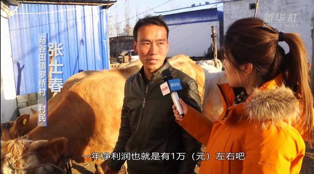 养牛赚钱吗（一头牛一年能赚多少钱？）