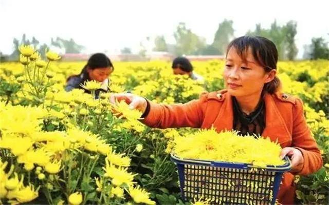 农村土地种植什么最赚钱（农村种植什么作物亩收入过万？）