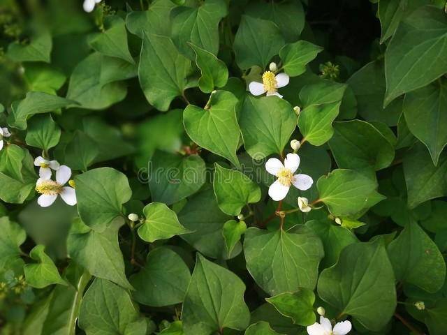 种什么药材省事又赚钱（农村种植什么药材比较赚钱）