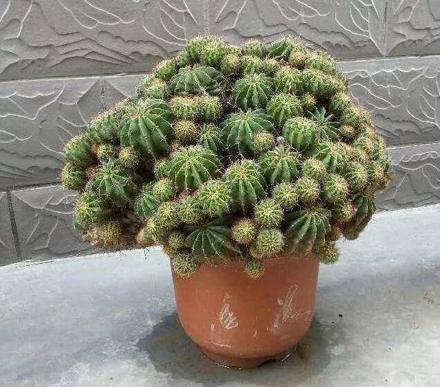 种花赚钱的软件（家里养芦荟，养成这样，一盆变多盆！）