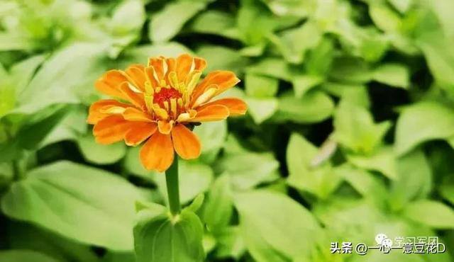 挣钱不容易的句子表达（花香岁月人清闲，新冠不去挣钱难）