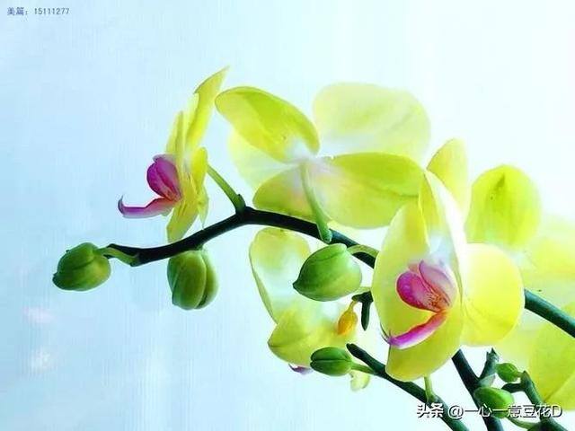 挣钱不容易的句子表达（花香岁月人清闲，新冠不去挣钱难）