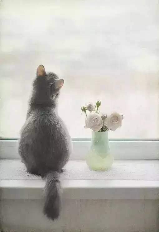 养猫好吗（养猫有这7大好处！不瞒你说，这是有科学依据的，别不信！）