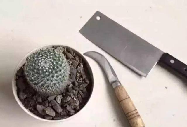 种花赚钱的软件（家里养芦荟，养成这样，一盆变多盆！）
