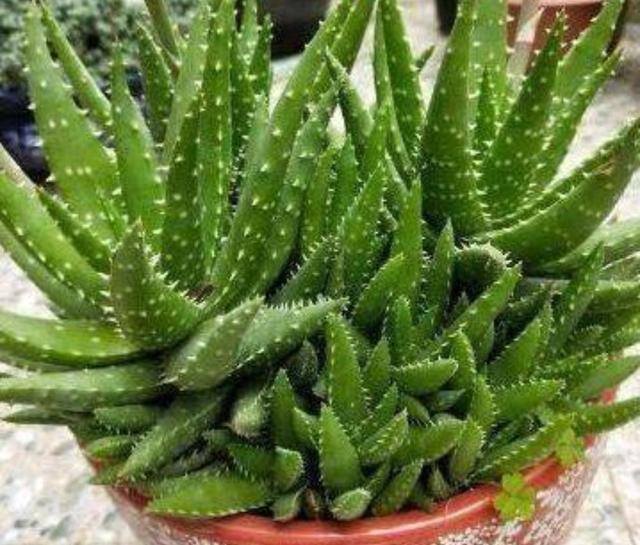 家庭养殖业什么最赚钱（这4种植物，养上一盆，就能繁殖上百棵小苗）