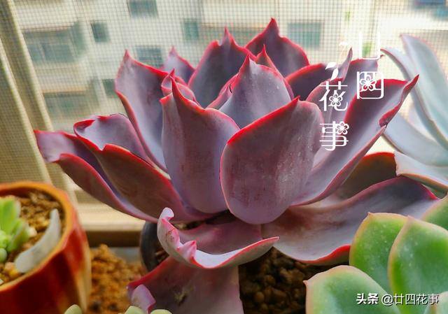 10种公认阳台最好养的多肉（阳台养多肉植物，光照不足，叶片会徒长的5种品种）