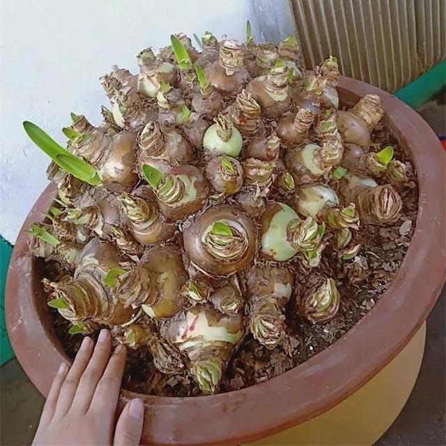 种花赚钱的软件（家里养芦荟，养成这样，一盆变多盆！）