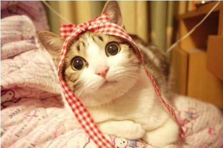 家里养猫好吗（养猫的6大坏处，看完你还敢养猫吗？）