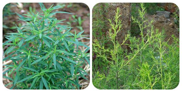 农村常见中草药300种（春天吃什么野菜？）