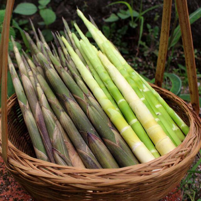 农村常见中草药300种（春天吃什么野菜？）