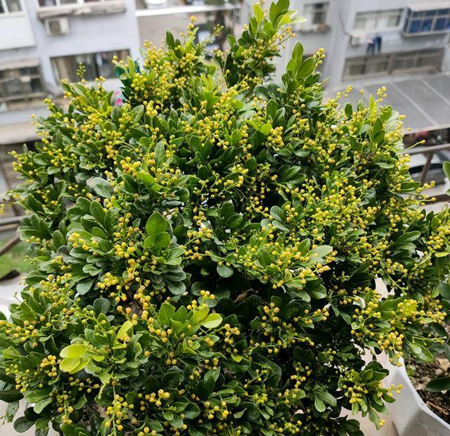 庭院花卉种植品种（最香的几种花卉植物）