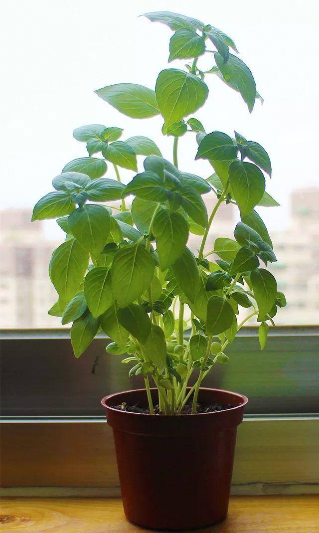 发财树摆放在家里什么位置好（家里养这几种植物，不仅能养花，还能聚财！）