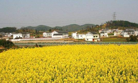 赚大钱的路子（在农村创业什么产业最赚钱）