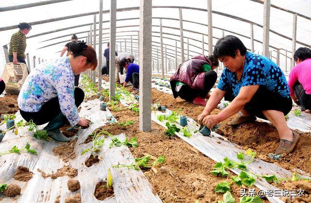 养100只兔子一年能赚多少钱（养猪，牛，鸡，兔赔钱的原因分析）