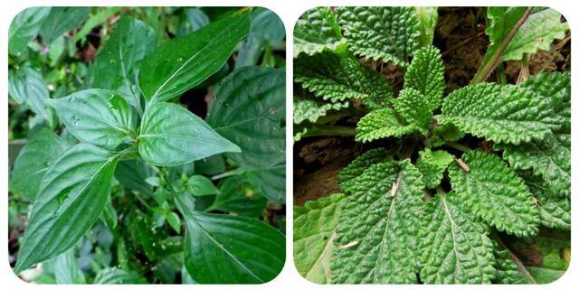 农村常见中草药300种（春天吃什么野菜？）