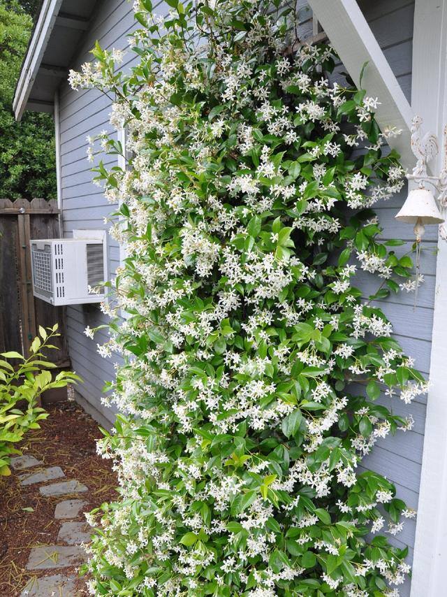 庭院花卉种植品种（最香的几种花卉植物）