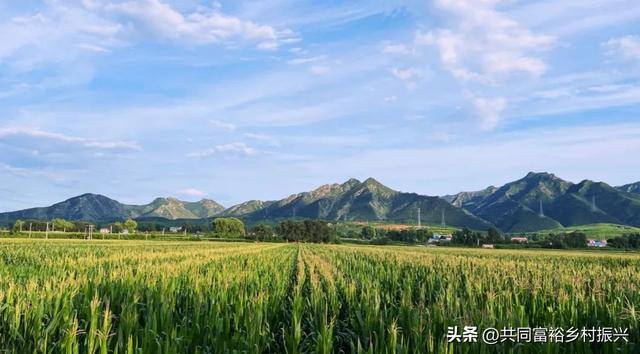 政府扶持的创业项目（乡村振兴，关键看这些）