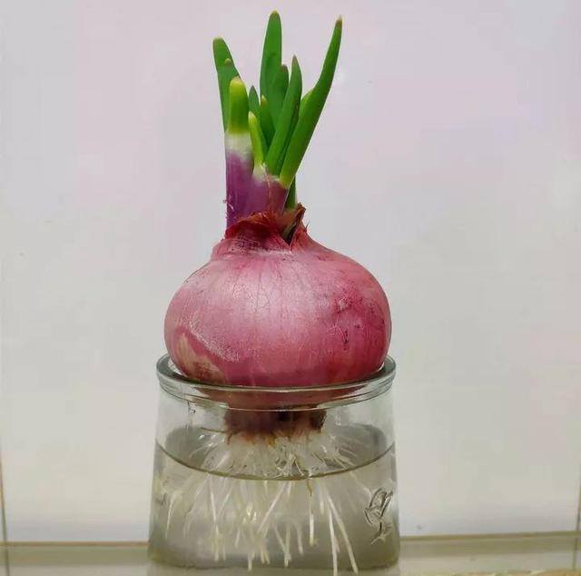 发财树摆放在家里什么位置好（家里养这几种植物，不仅能养花，还能聚财！）