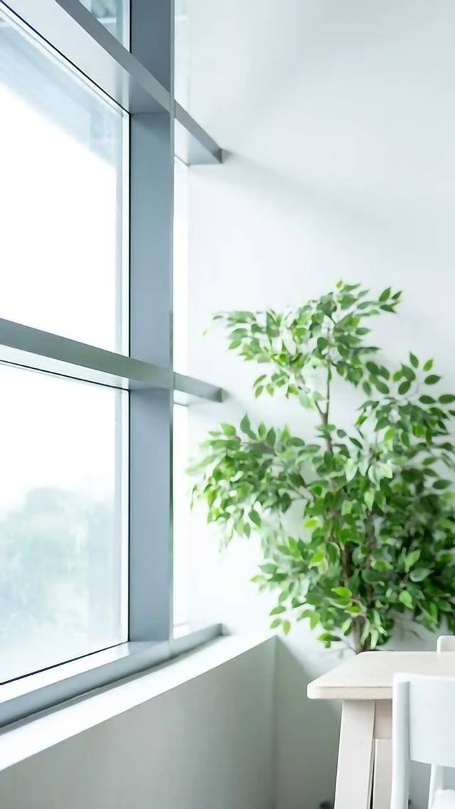 手机壁纸花（植物及花卉清新美图）