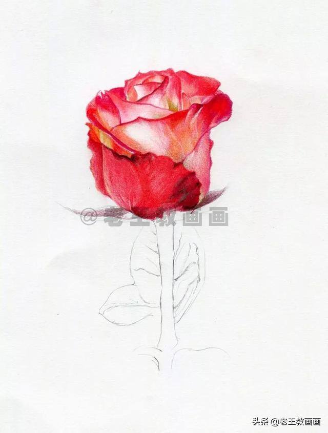 玫瑰花怎么画漂亮又复杂（彩铅教程｜马可·雷诺阿3100油性彩铅48色）