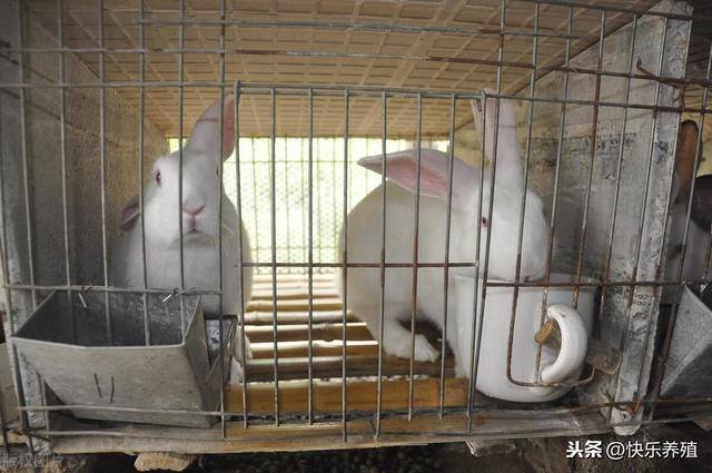 养兔子的利润（养200只母兔，一年能赚多少钱？）