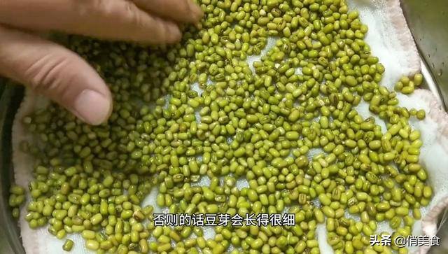 怎样发绿豆芽在家里（用重物压一下，豆芽才会又粗又壮第四：要4天，生豆芽，每天早晚又各浇一次水）