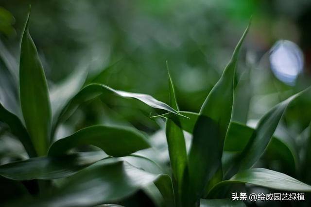 特别容易发财的名字（这8种植物，摆在家里能旺财！）