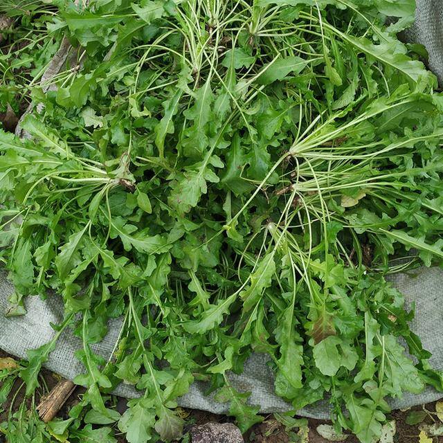 农村常见中草药300种（春天吃什么野菜？）