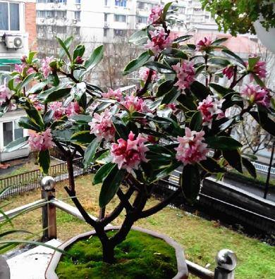 庭院花卉种植品种（最香的几种花卉植物）