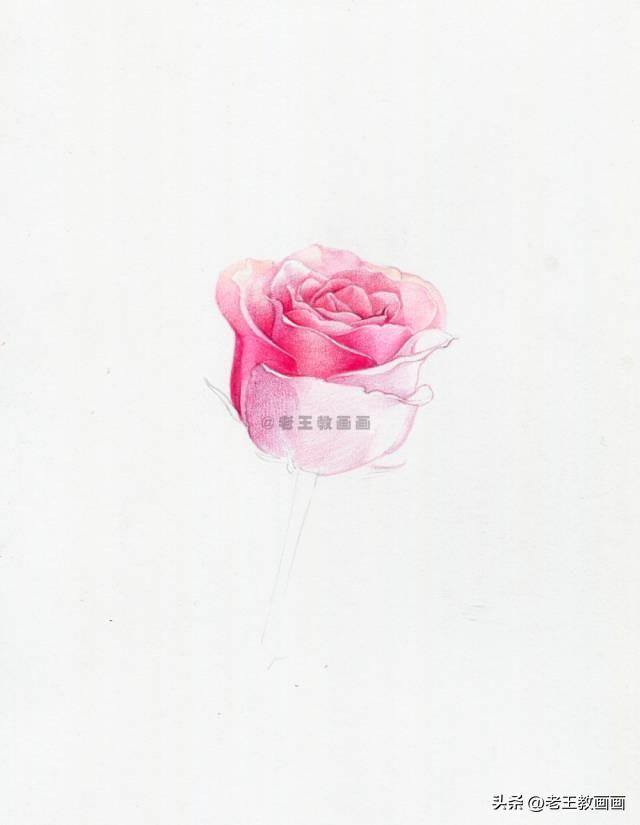 玫瑰怎么画才好看（彩铅玫瑰花（范画原稿展示））