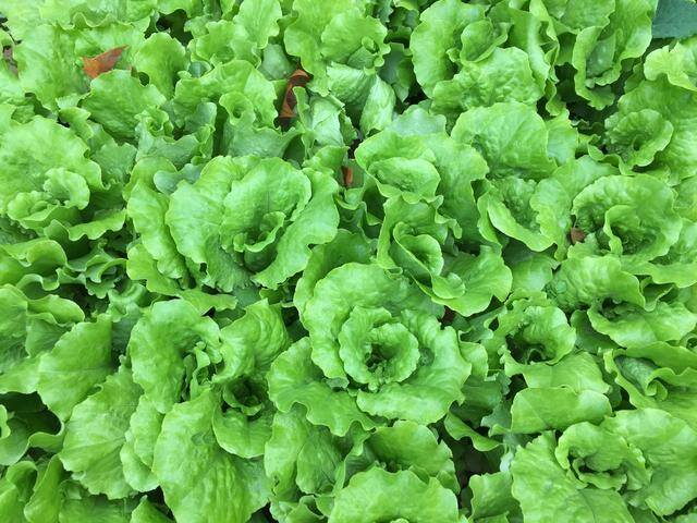 怎么种菜（蔬菜的种植方法）