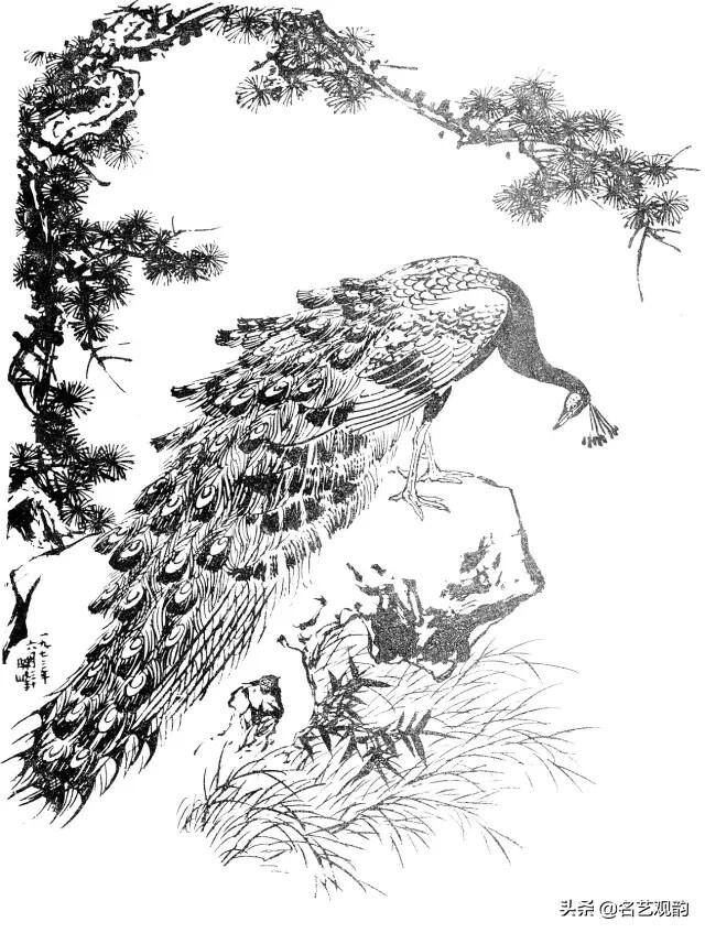 孔雀怎么画简单又漂亮（《花鸟画谱》之孔雀的画法）