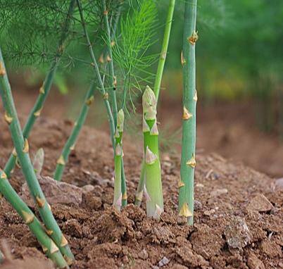 农村常见中草药300种（春天吃什么野菜？）