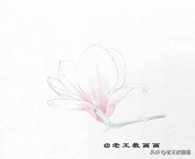 好看的花怎么画（玉兰花（完成稿及使用色号））