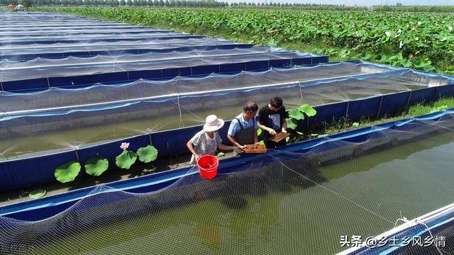 水蛭的养殖技术（水蛭的养殖技术）