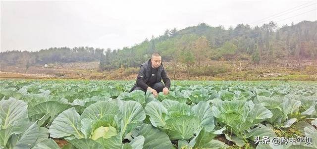 种植烟叶一亩挣多少钱（平坝区十字乡十字村的烤烟种植大户彭欢）