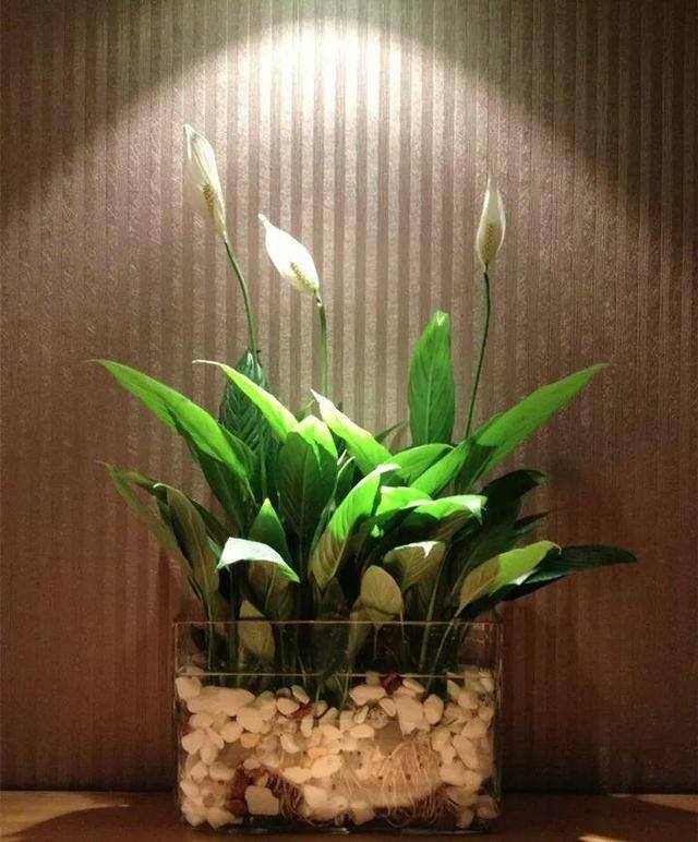 发财树摆放在家里什么位置好（家里养这几种植物，不仅能养花，还能聚财！）
