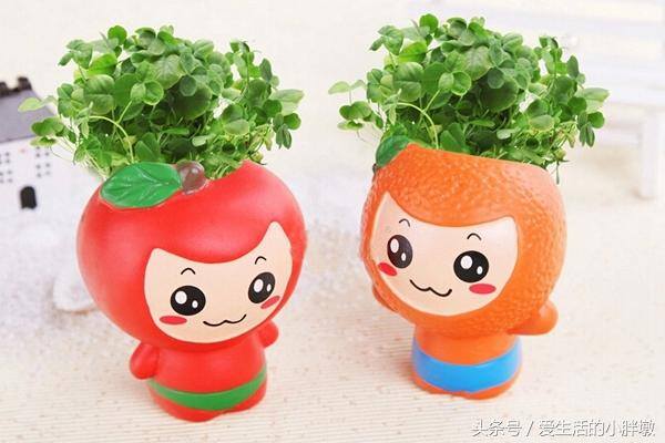 草娃娃怎么种怎么养（草头娃娃的种植方法）