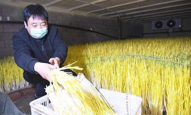 反季节蔬菜大棚种什么最挣钱（山东农民种蒜黄，一个大棚500多平方米，一斤5元你愿意干吗？）