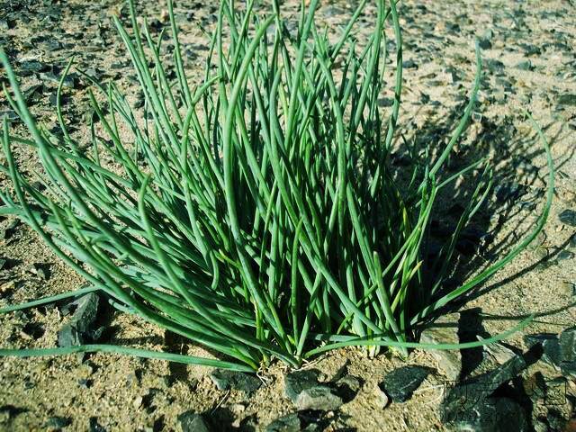 农村常见中草药300种（春天吃什么野菜？）