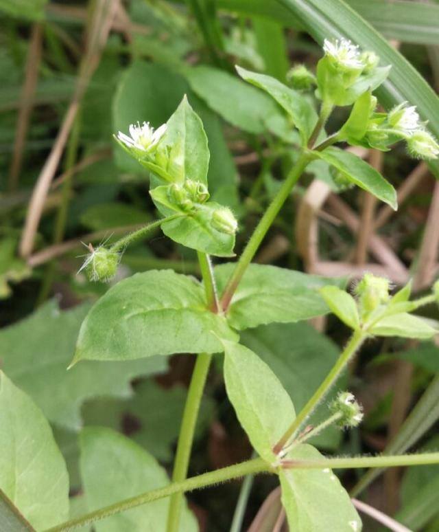 农村常见中草药300种（春天吃什么野菜？）