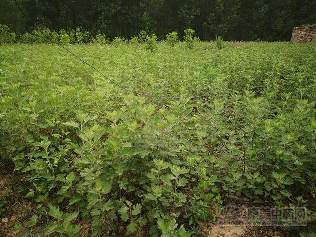 种植艾叶一亩纯利润（艾叶历年来的具体情况）