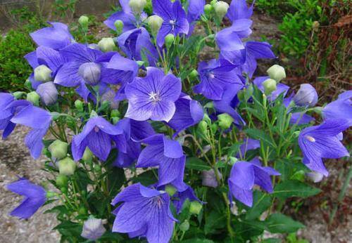 农村常见中草药300种（春天吃什么野菜？）