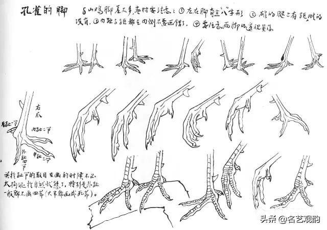 孔雀怎么画简单又漂亮（《花鸟画谱》之孔雀的画法）